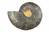 Cut & Polished Ammonite Fossil (Half) - Unusual Black Color #281428-1